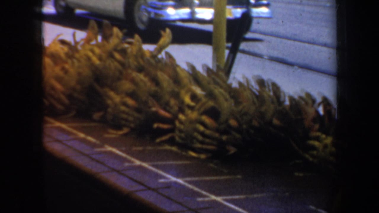 1957 San Francisco home-movie frame showing pinecones or seed pods lined along pavement, with part of a white car in the background.