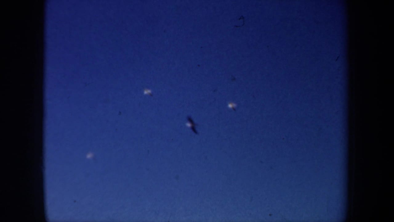 Small gulls flying across a deep blue sky with dark 8mm frame edges.
