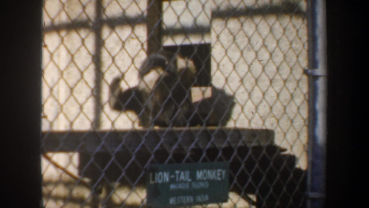 1957 8mm San Francisco zoo footage showing a lion-tail monkey behind chain-link mesh near a green identification sign.