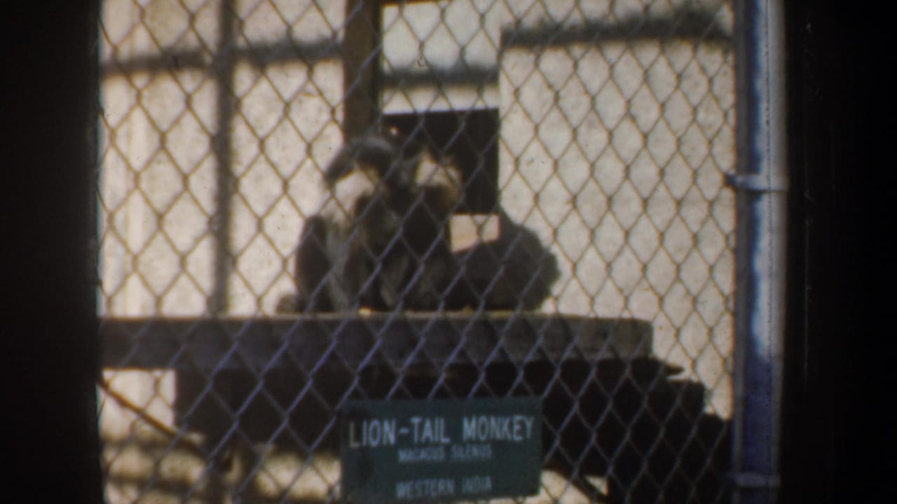 Lion-tail monkey behind chain-link fencing near a green identification sign.