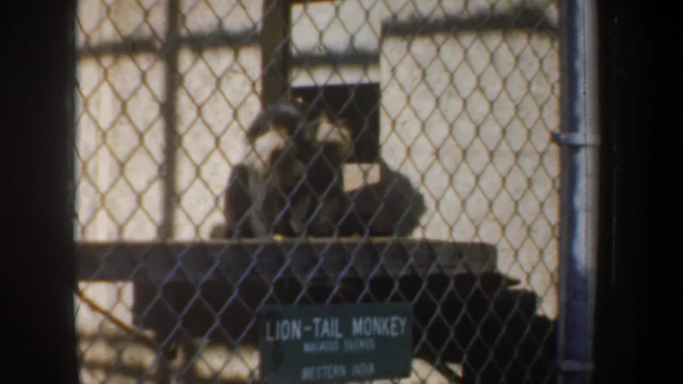 Lion-tail monkey in a chain-link enclosure, with the identifying sign visible in soft 1957 8mm footage.