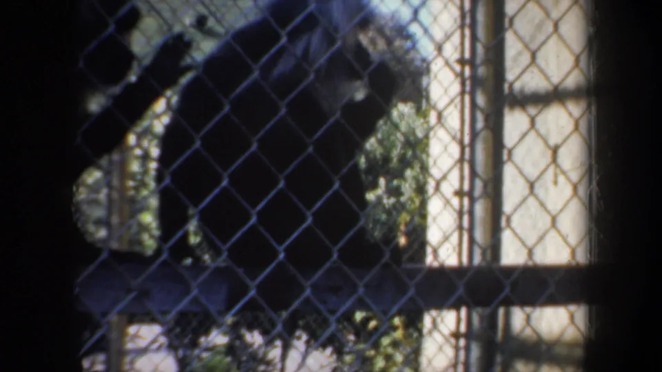 Close view of the lion-tail monkey partly obscured by chain-link fencing in the 1957 home-movie zoo sequence.