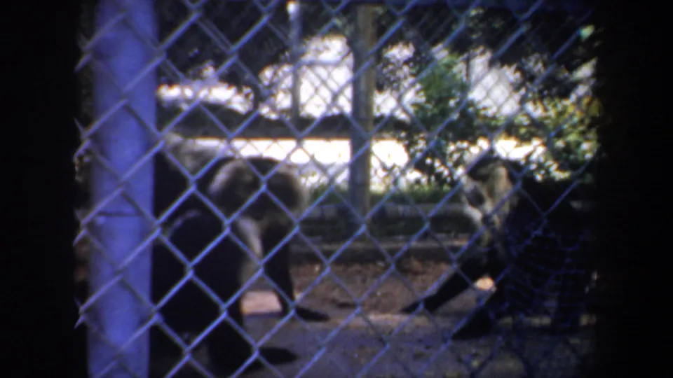 Lion-tail monkey walking within a chain-link zoo enclosure, filmed handheld in the 1957 San Francisco home movie.