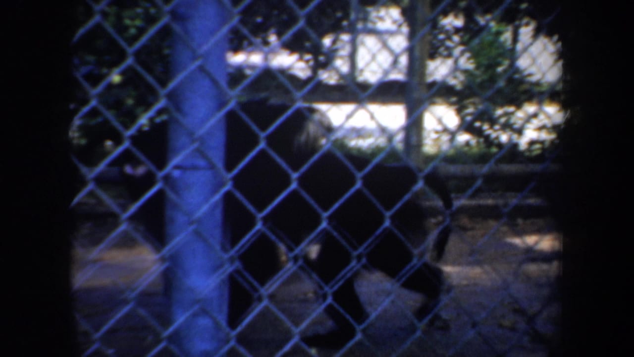 Monkey behind chain-link fencing in a shaded outdoor enclosure.