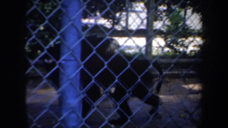 1957 San Francisco 8mm frame showing a dark monkey silhouette behind chain-link fencing in a shaded enclosure.