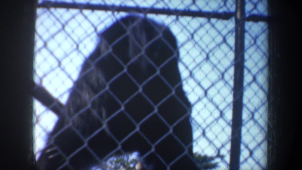 Monkey silhouette behind chain-link fence against bright sky.