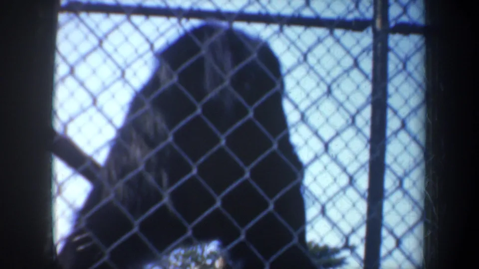 1957 San Francisco 8mm frame with a monkey seen through diamond-pattern fencing against bright blue sky.