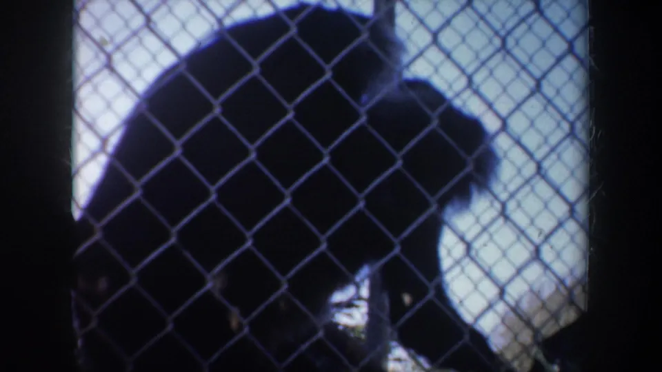 1957 San Francisco 8mm frame showing the monkey's dark form moving behind chain-link fencing.