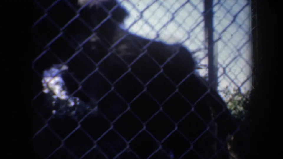 1957 San Francisco 8mm frame showing a monkey near rocks behind a chain-link enclosure fence.