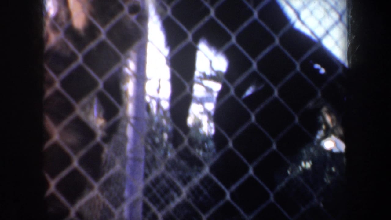 1957 San Francisco zoo footage showing monkeys partly obscured by chain-link fencing and shade inside an enclosure.