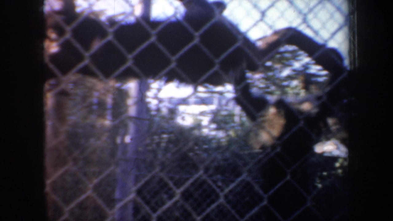 A monkey sits near fencing with branches and foliage behind it.