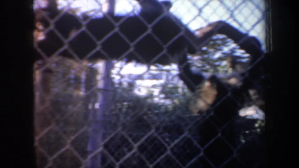 A monkey is seen through chain-link fencing in the San Francisco zoo enclosure, with branches and foliage in the background.