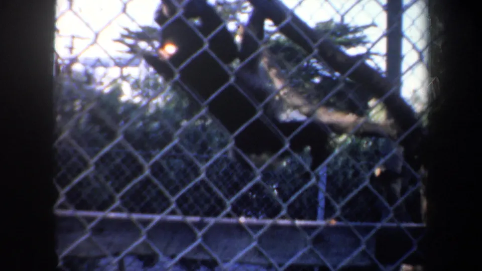 1957 home-movie frame of monkeys climbing and sitting behind chain-link fencing at the San Francisco zoo.