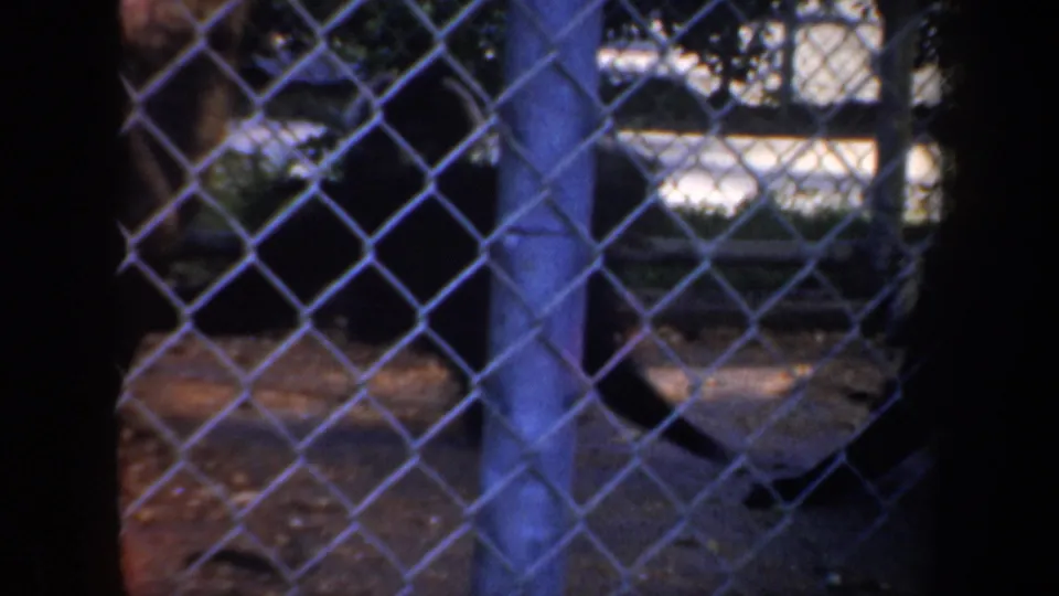 A monkey rests near the ground behind chain-link fencing in the San Francisco zoo enclosure, with posts and foliage visible.