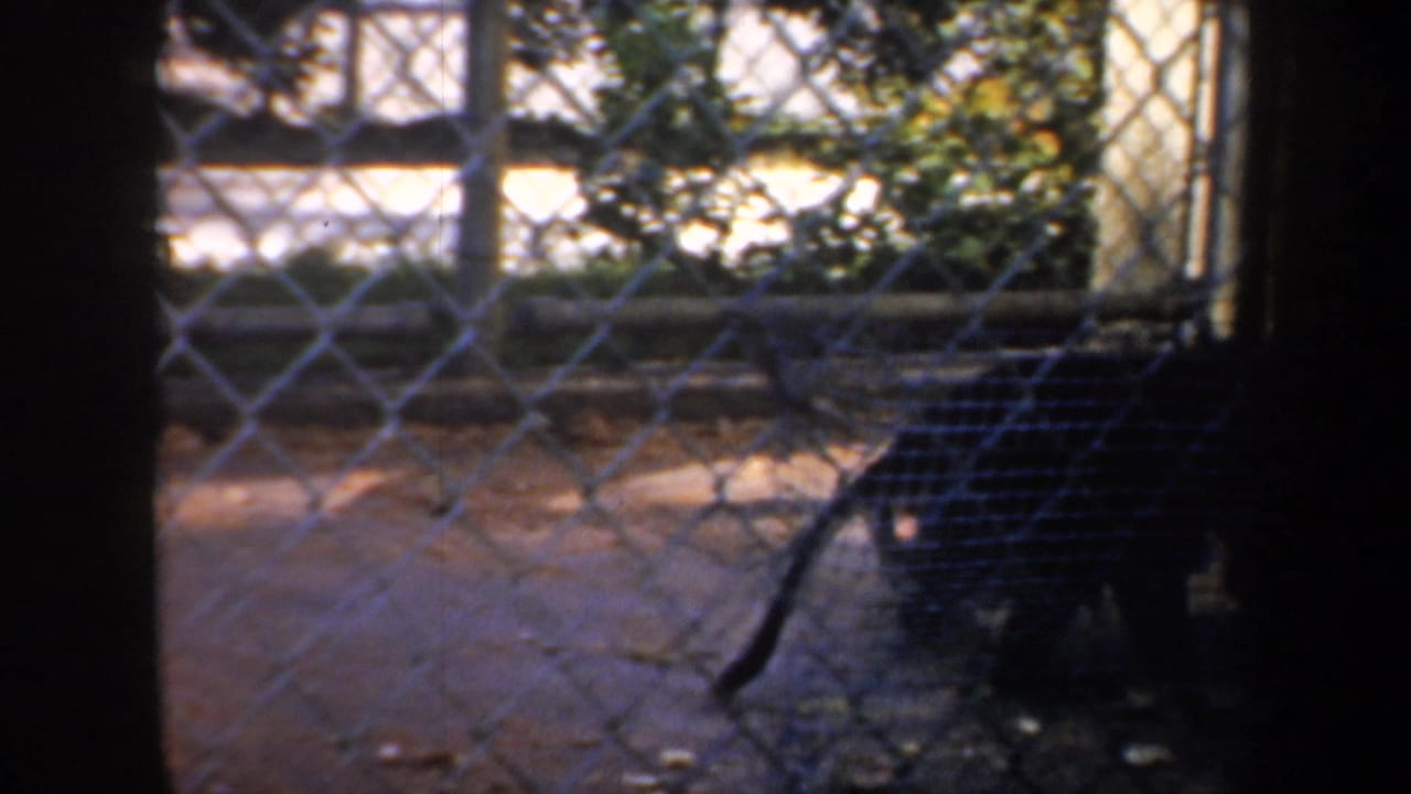 Dark feline behind chain-link fencing near a low concrete enclosure wall.