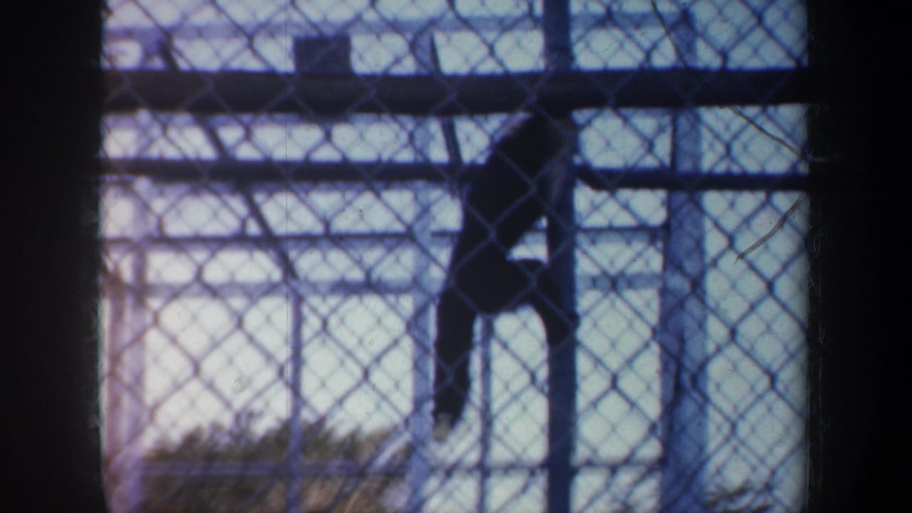 1957 San Francisco 8mm frame of a primate hanging from a metal structure inside a chain-link enclosure.
