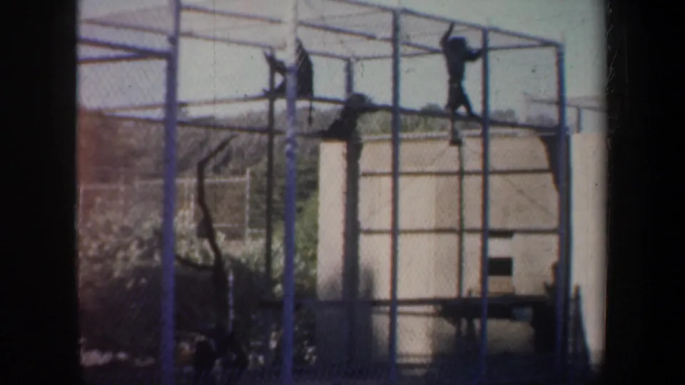 1957 San Francisco 8mm frame showing multiple primates on metal bars within a chain-link zoo enclosure.