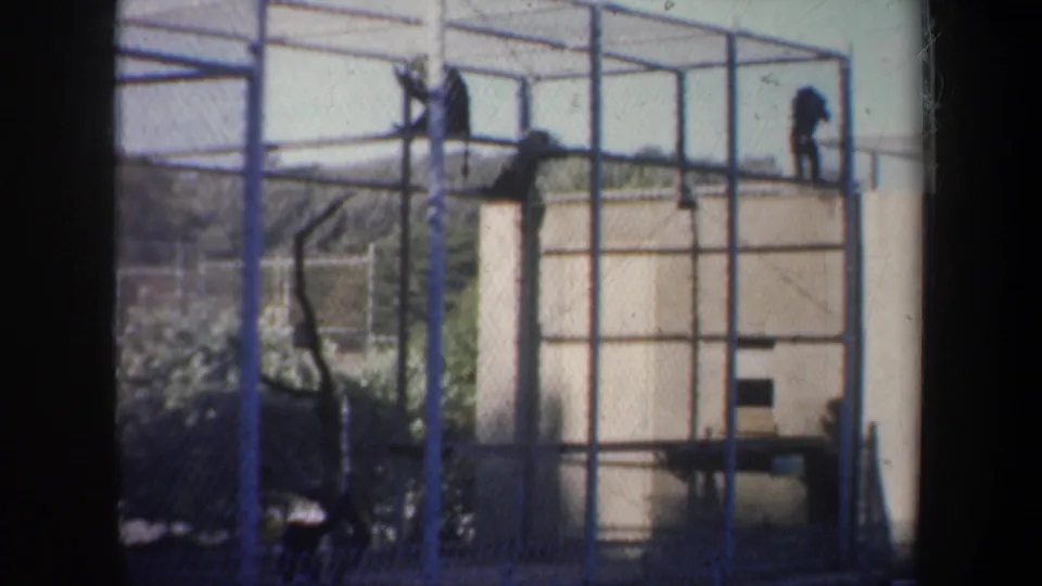 1957 San Francisco 8mm frame with primates positioned along a metal climbing frame inside a wire-mesh enclosure.