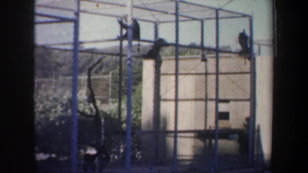 1957 San Francisco zoo footage showing monkeys in a steel enclosure with bars, mesh, branches, platforms, shrubs, and a beige building.