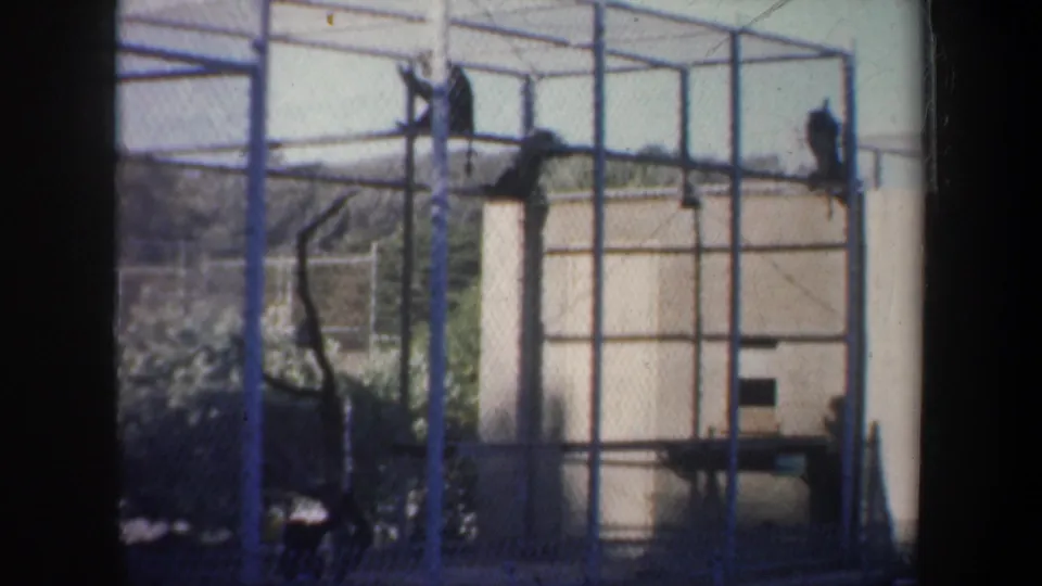 1957 San Francisco zoo footage showing monkeys in a steel enclosure with bars, mesh, branches, platforms, shrubs, and a beige building.