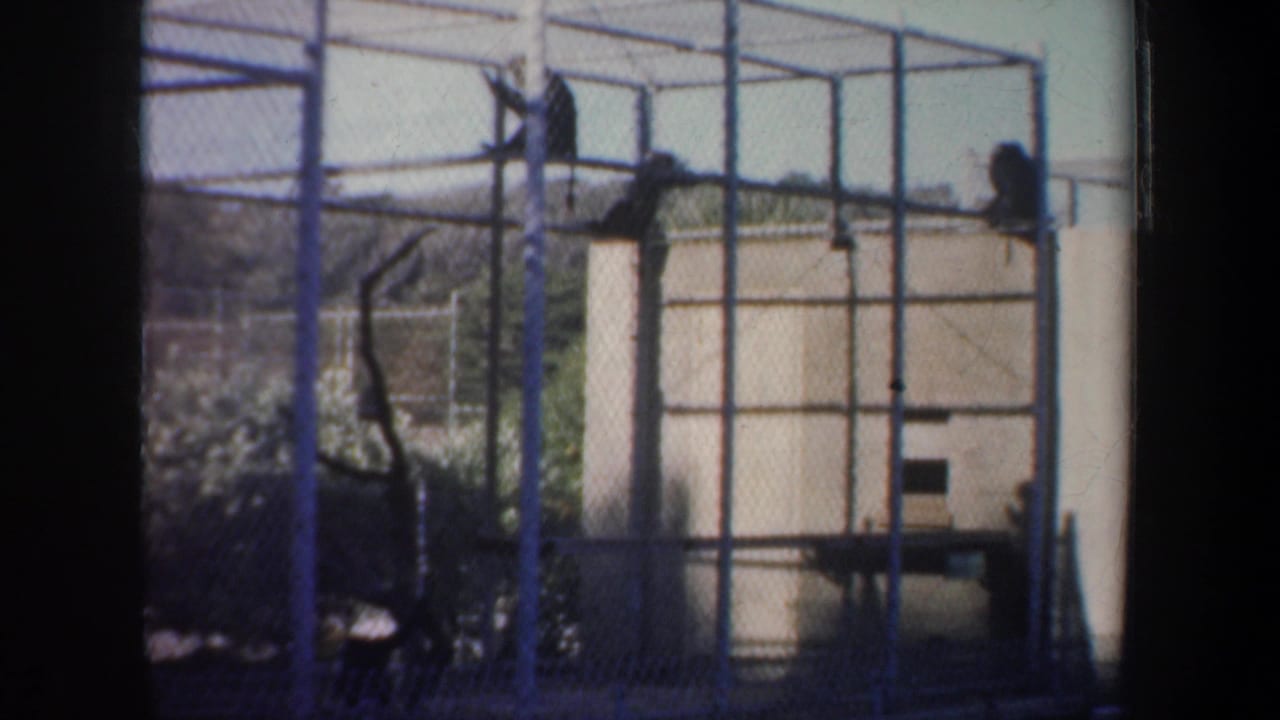 Monkeys perched and climbing on metal bars inside a zoo enclosure.