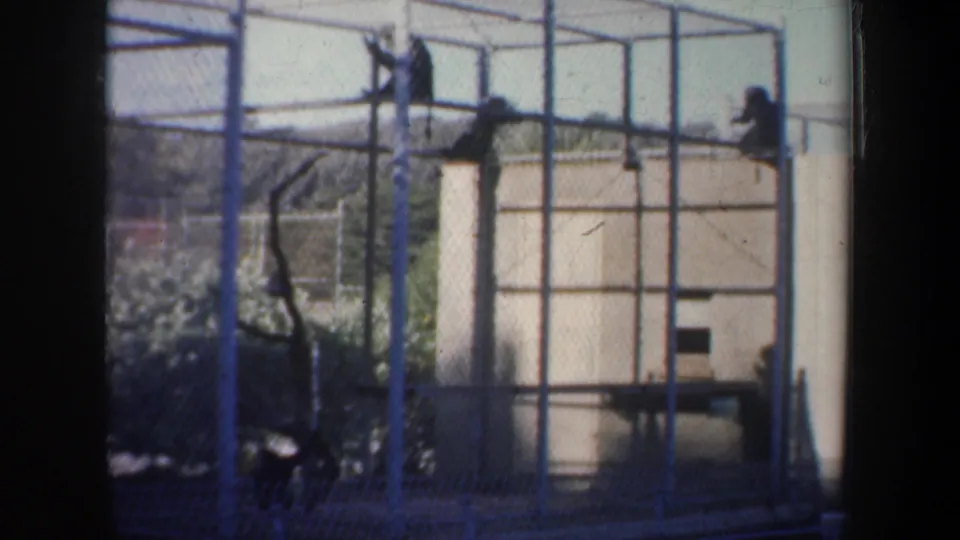The home-movie frame shows monkeys within a sparse steel zoo enclosure, with mesh fencing, branches, platforms, and background foliage.