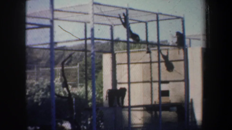 A later frame shows multiple monkeys active in the steel enclosure, including one hanging from overhead bars near the beige zoo structure.