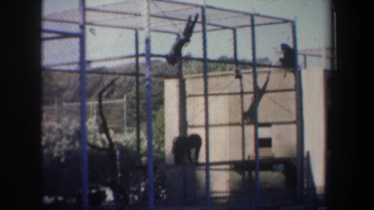 1957 San Francisco home-movie frame showing monkeys on a tall metal climbing structure inside an outdoor zoo enclosure.