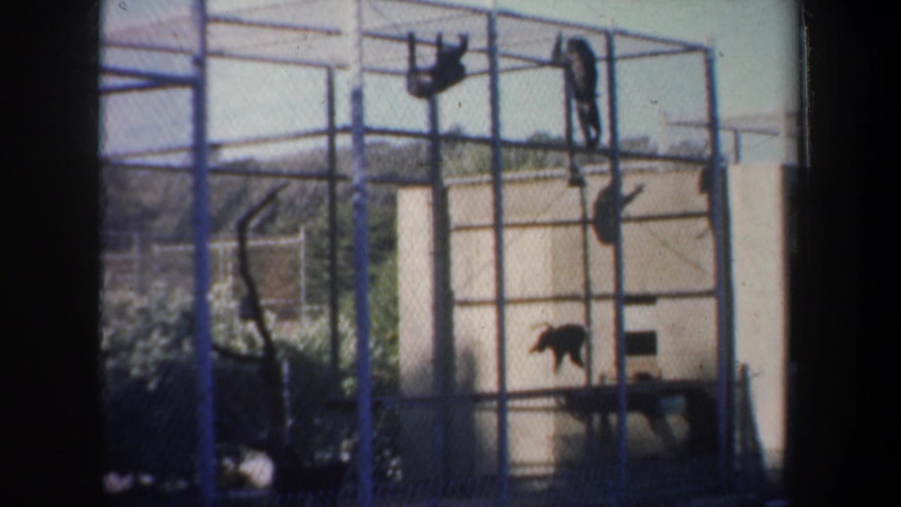Several monkeys leap and hang from the upper bars of an outdoor enclosure.