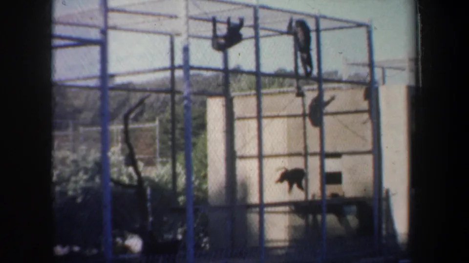 Monkeys are caught mid-jump and hanging from the top of a metal enclosure in 1957 San Francisco zoo footage.