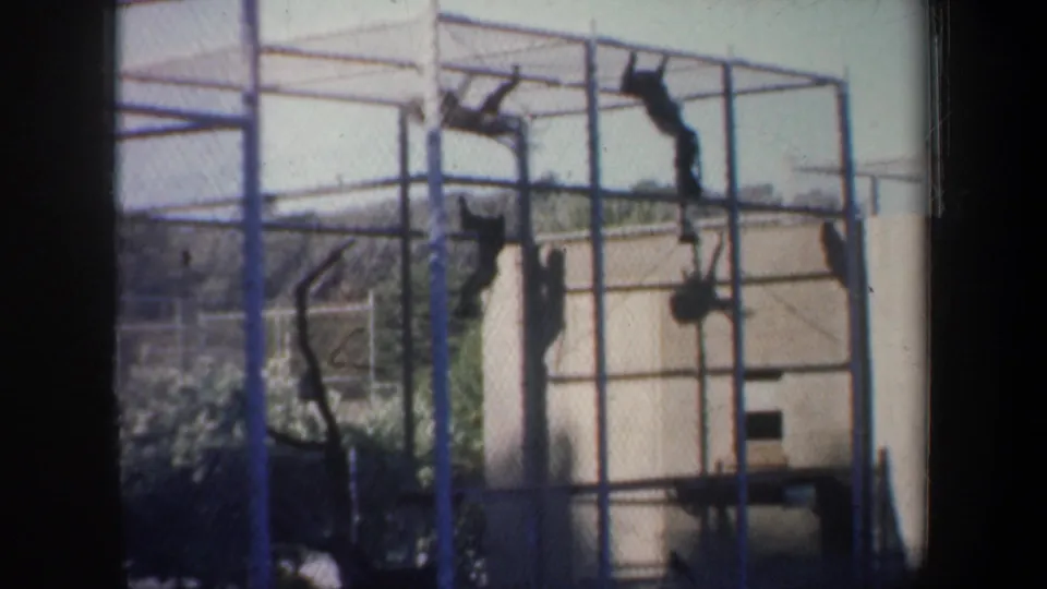 A 1957 San Francisco zoo frame shows monkeys climbing and hanging from a metal structure behind layered fencing.