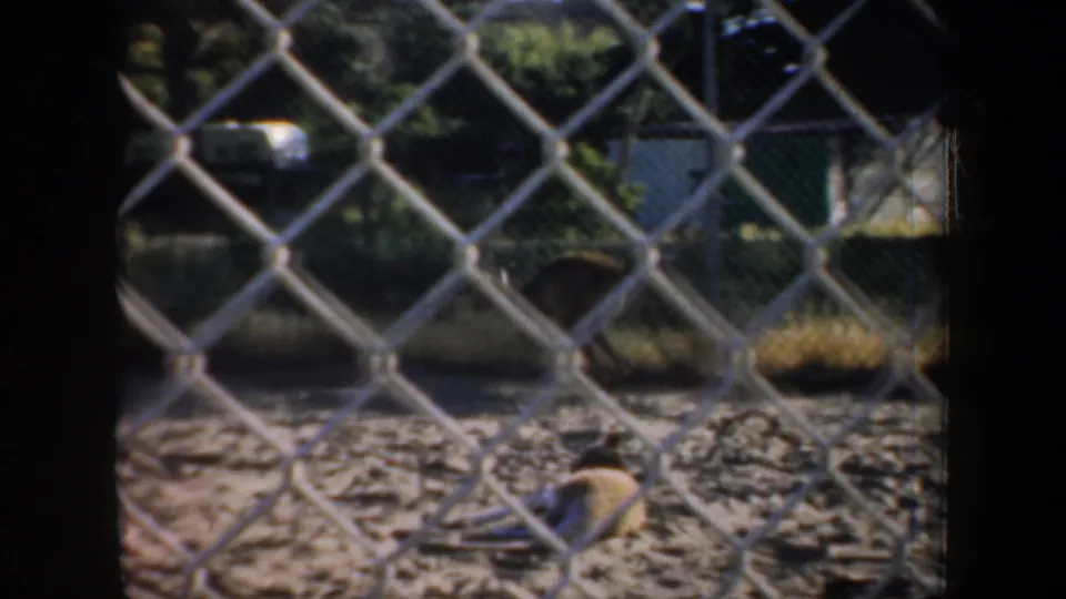The final frame looks through chain-link fencing toward a monkey near the ground in the outdoor San Francisco zoo enclosure.