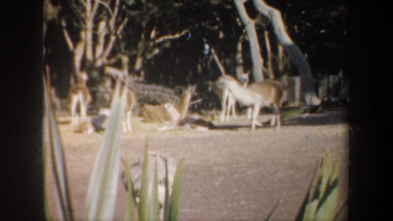 Deer-like animals stand in a zoo enclosure with trees and planted leaves nearby.