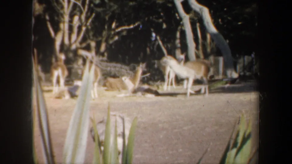 1957 San Francisco zoo frame showing deer-like animals in a wooded enclosure, filmed from a visitor viewpoint on 8mm.