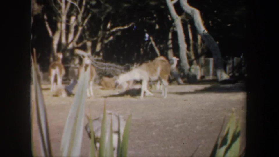 1957 San Francisco 8mm frame with deer-like animals in a wooded zoo enclosure, seen past foreground plants.