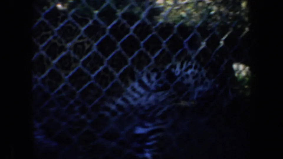 1957 San Francisco 8mm frame showing a spotted big cat behind chain-link fencing in a dim zoo enclosure.