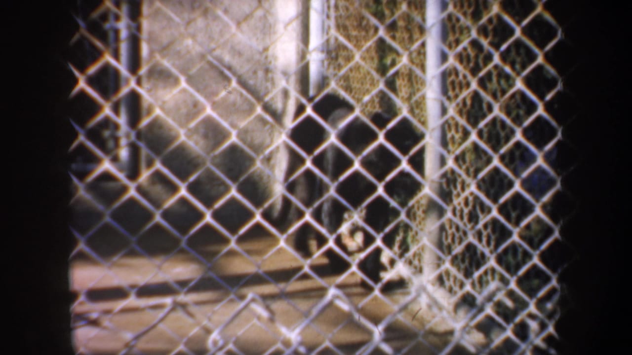 Chain-link fencing and concrete enclosure areas in the 1957 San Francisco zoo footage, with no people visible.