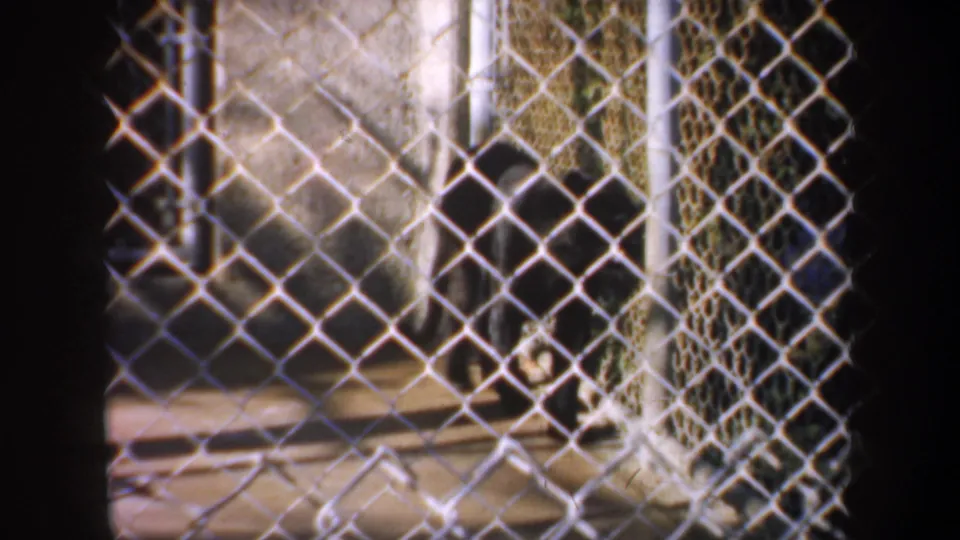 Chain-link fencing and concrete enclosure areas in the 1957 San Francisco zoo footage, with no people visible.