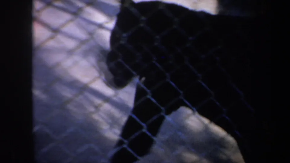 A dark big cat appears behind chain-link fencing in the 1957 San Francisco home-movie zoo scene.
