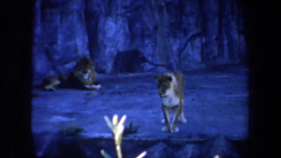 Blue-toned 1957 San Francisco zoo frame with big cats inside a concrete enclosure, viewed from a visitor perspective.
