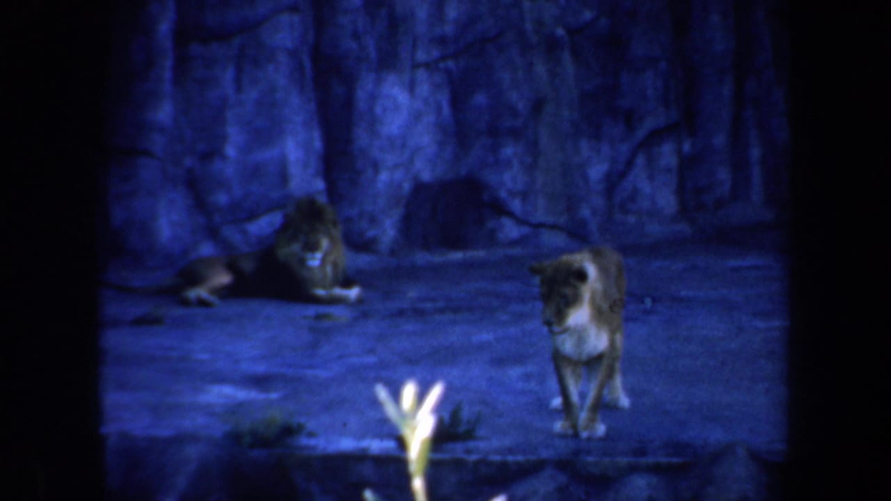 Two big cats in a blue-lit rocky zoo enclosure, one resting and one standing near center.