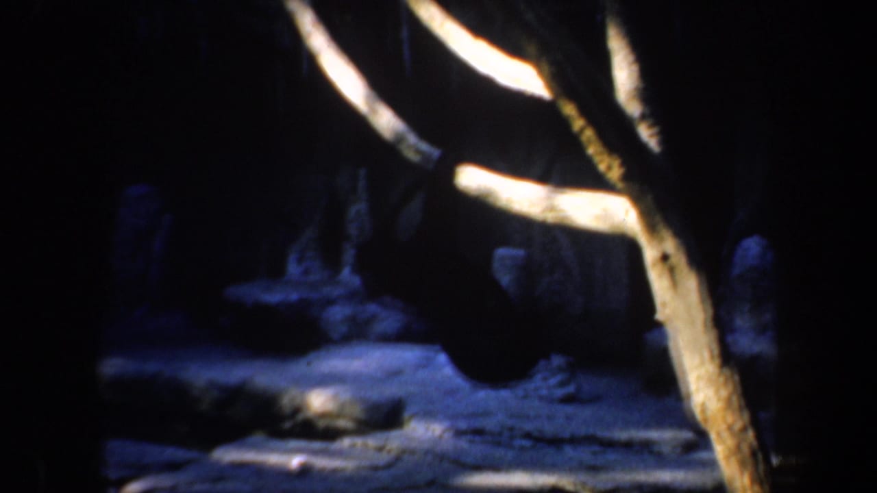 A bear stands upright near a pale tree branch inside a dim, blue-toned San Francisco zoo enclosure from 1957 home-movie footage.
