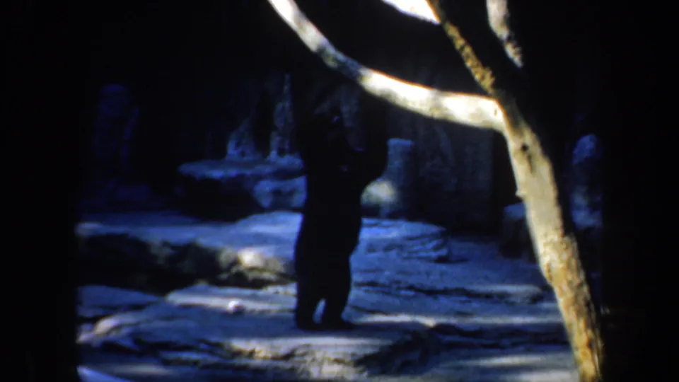 A shadowed bear stands near the pale tree branch while blue light reveals rock ledges and enclosure walls in the 1957 zoo scene.