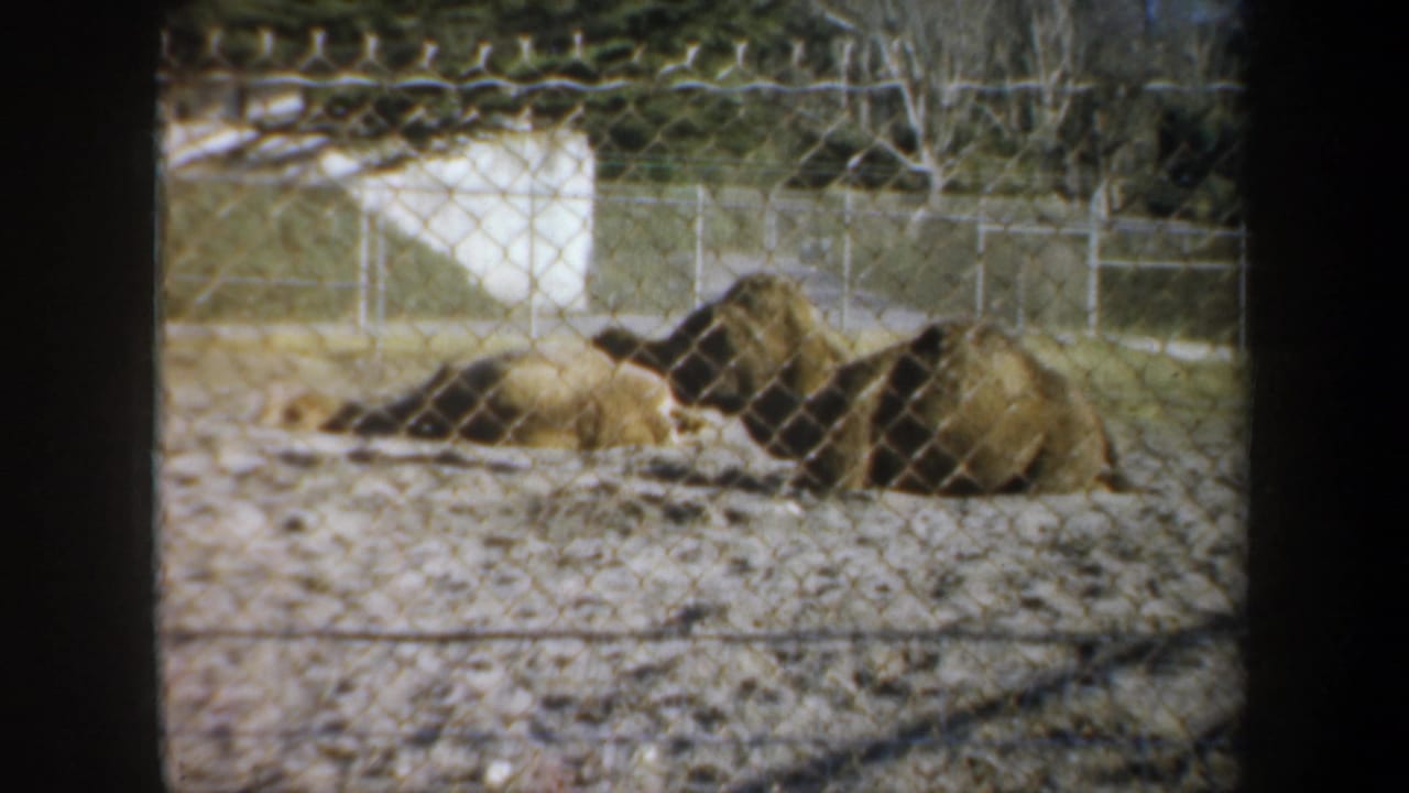 1957 San Francisco home-movie frame showing camels lying behind chain-link fencing in a sandy zoo enclosure.