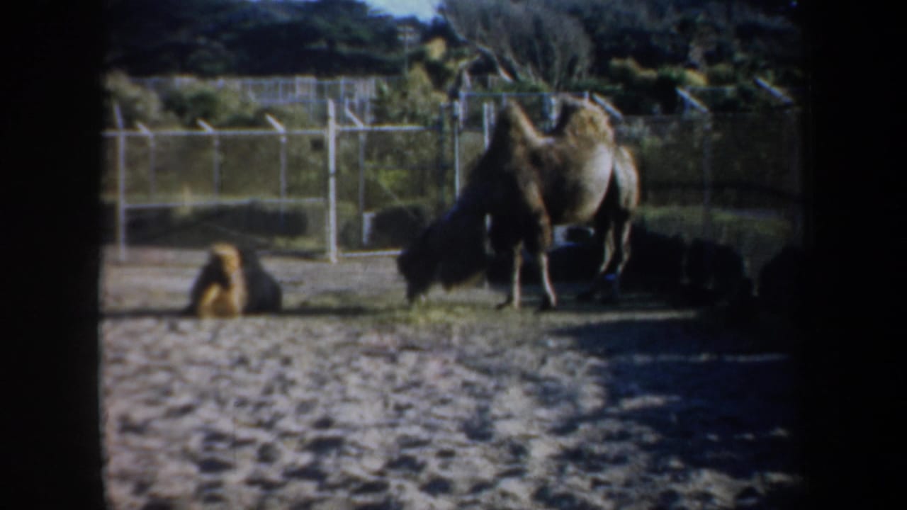 A 1957 San Francisco zoo enclosure view with one camel standing and another seated near metal fencing.