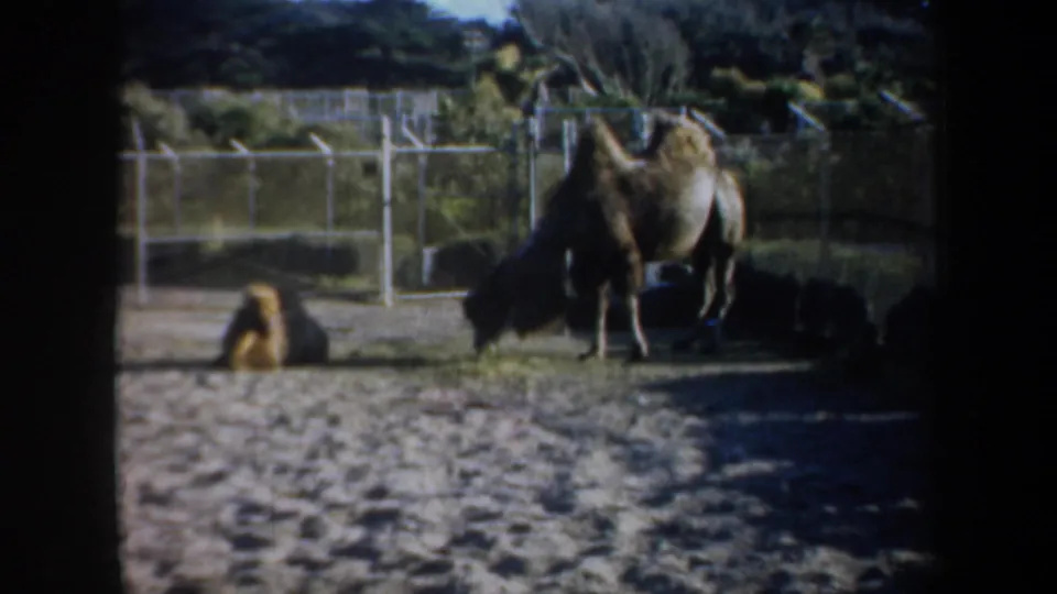 A 1957 San Francisco zoo enclosure view with one camel standing and another seated near metal fencing.