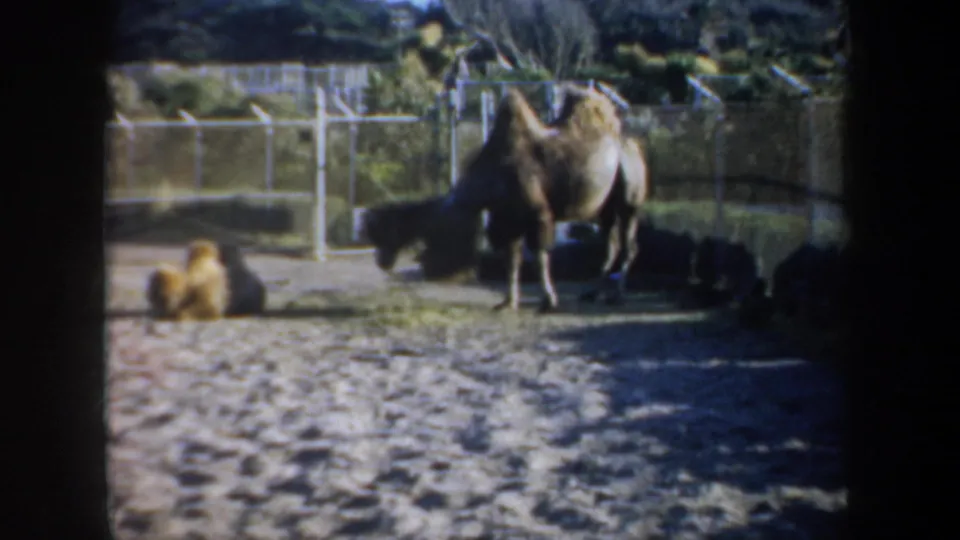 Home-movie frame of camels in a San Francisco zoo-style enclosure, with fencing, sand, and shaded edges visible.