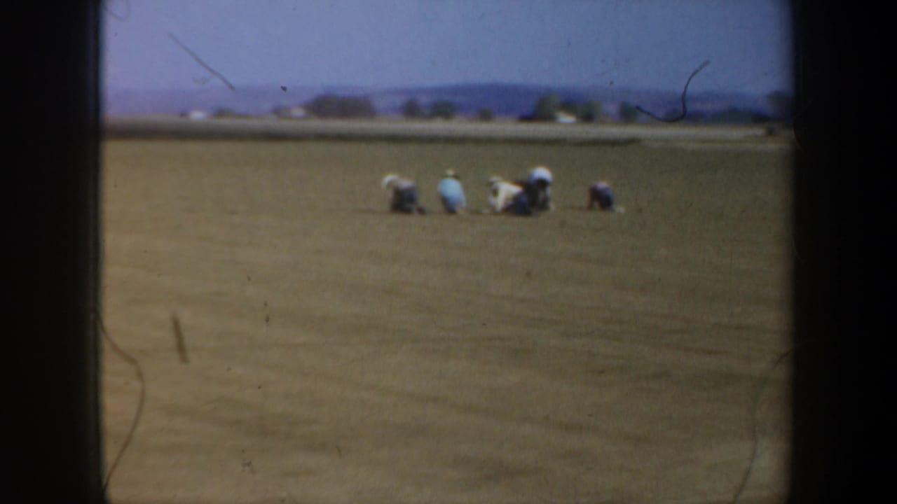 Distant field workers bent over in a broad open field under a pale sky.