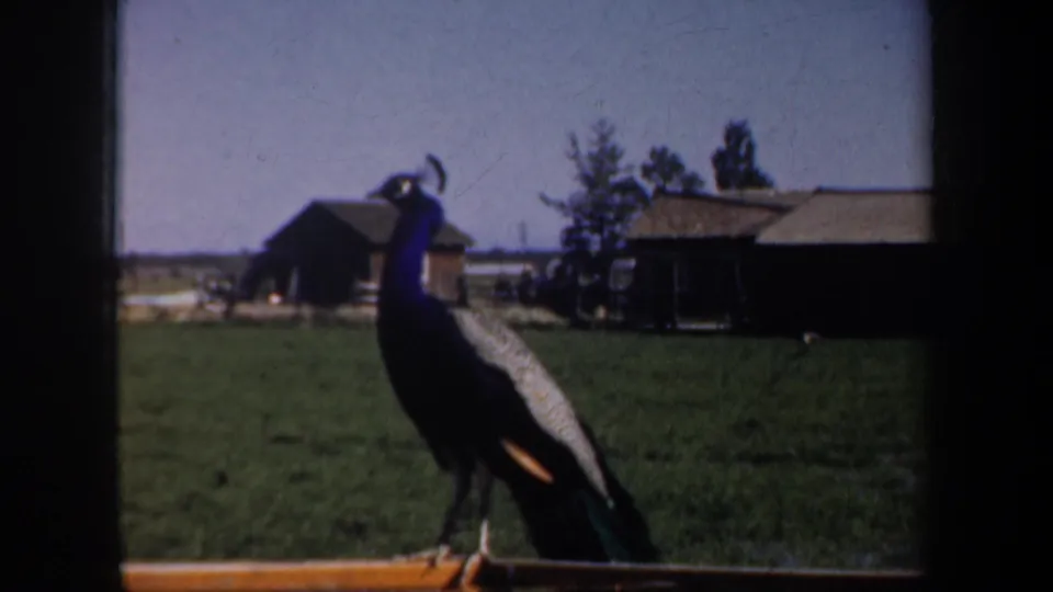 1957 Portland-area zoo or wildlife-park frame showing a peacock on grass with simple buildings behind it.