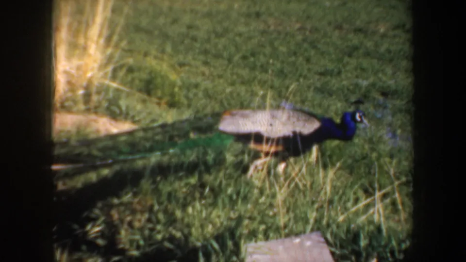 Home-movie frame from the 1957 Portland visit showing a peacock moving through a grassy animal enclosure.